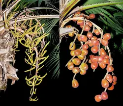 بذر نخل ماکالانی <br> تعداد یک عدد بذر <br> Makalani Palm <br><i><b> Hyphaene petersiana </i> Seeds </b>
