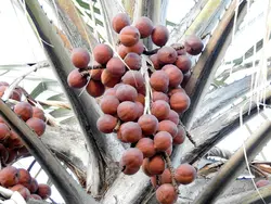 بذر نخل ماکالانی <br> تعداد یک عدد بذر <br> Makalani Palm <br><i><b> Hyphaene petersiana </i> Seeds </b>