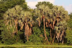 بذر نخل ماکالانی <br> تعداد یک عدد بذر <br> Makalani Palm <br><i><b> Hyphaene petersiana </i> Seeds </b>