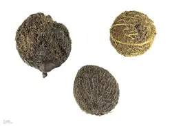 بذر نخل ماکالانی <br> تعداد یک عدد بذر <br> Makalani Palm <br><i><b> Hyphaene petersiana </i> Seeds </b>