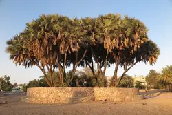 بذر نخل ماکالانی <br> تعداد یک عدد بذر <br> Makalani Palm <br><i><b> Hyphaene petersiana </i> Seeds </b>