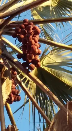 بذر نخل ماکالانی <br> تعداد یک عدد بذر <br> Makalani Palm <br><i><b> Hyphaene petersiana </i> Seeds </b>