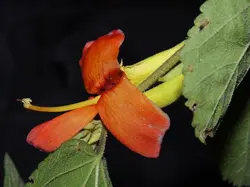 بذر درخت پیچ هندی <br> بسته 10 عددی <br> Indian screw tree <br><i><b> Helicteres isora </i> Seeds </b>