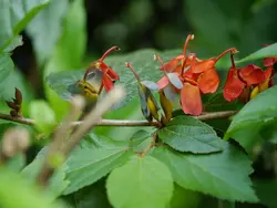 بذر درخت پیچ هندی <br> بسته 10 عددی <br> Indian screw tree <br><i><b> Helicteres isora </i> Seeds </b>