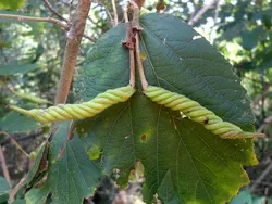 بذر درخت پیچ هندی <br> بسته 10 عددی <br> Indian screw tree <br><i><b> Helicteres isora </i> Seeds </b>