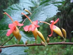 بذر درخت پیچ هندی <br> بسته 10 عددی <br> Indian screw tree <br><i><b> Helicteres isora </i> Seeds </b>