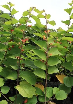 بذر درخت پیچ هندی <br> بسته 10 عددی <br> Indian screw tree <br><i><b> Helicteres isora </i> Seeds </b>