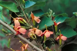 بذر درخت پیچ هندی <br> بسته 10 عددی <br> Indian screw tree <br><i><b> Helicteres isora </i> Seeds </b>