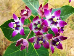 بذر استبرق بنفش درختی <br> بسته 5 عددی <br> Sodom Apple <br><i><b> Calotropis procera </i> Seeds </b>