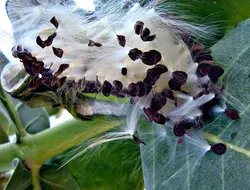 بذر استبرق بنفش درختی <br> بسته 5 عددی <br> Sodom Apple <br><i><b> Calotropis procera </i> Seeds </b>