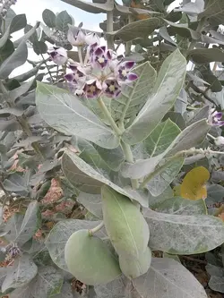 بذر استبرق بنفش درختی <br> بسته 5 عددی <br> Sodom Apple <br><i><b> Calotropis procera </i> Seeds </b>