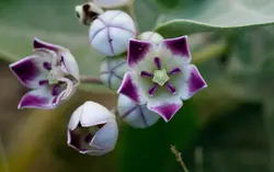 بذر استبرق بنفش درختی <br> بسته 5 عددی <br> Sodom Apple <br><i><b> Calotropis procera </i> Seeds </b>