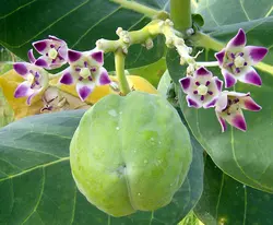 بذر استبرق بنفش درختی <br> بسته 5 عددی <br> Sodom Apple <br><i><b> Calotropis procera </i> Seeds </b>