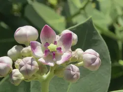 بذر استبرق بنفش درختی <br> بسته 5 عددی <br> Sodom Apple <br><i><b> Calotropis procera </i> Seeds </b>