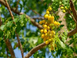 بذر زیتون تلخ هندی گرمسیری <br> بسته 5 عددی <br> Neem Tree <br><i><b> Azadirachta indica </i> Seeds </b>