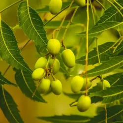 بذر زیتون تلخ هندی گرمسیری <br> بسته 5 عددی <br> Neem Tree <br><i><b> Azadirachta indica </i> Seeds </b>