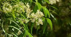 بذر زیتون تلخ هندی گرمسیری <br> بسته 5 عددی <br> Neem Tree <br><i><b> Azadirachta indica </i> Seeds </b>