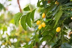 بذر زیتون تلخ هندی گرمسیری <br> بسته 5 عددی <br> Neem Tree <br><i><b> Azadirachta indica </i> Seeds </b>