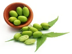بذر زیتون تلخ هندی گرمسیری <br> بسته 5 عددی <br> Neem Tree <br><i><b> Azadirachta indica </i> Seeds </b>