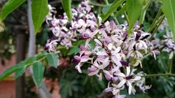 بذر زیتون تلخ چینی  معتدله تا سردسیری <br> بسته 20 عددی <br> Chinaberry <br><i><b> Melia azedarach </i> Seeds </b>