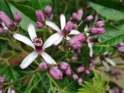 بذر زیتون تلخ چینی  معتدله تا سردسیری <br> بسته 20 عددی <br> Chinaberry <br><i><b> Melia azedarach </i> Seeds </b>