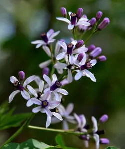 بذر زیتون تلخ چینی  معتدله تا سردسیری <br> بسته 20 عددی <br> Chinaberry <br><i><b> Melia azedarach </i> Seeds </b>