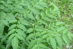 بذر زیتون تلخ چینی  معتدله تا سردسیری <br> بسته 20 عددی <br> Chinaberry <br><i><b> Melia azedarach </i> Seeds </b>