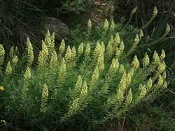 بذر اسپرک ، ورث <br> بسته 10 عددی <br> Yellow Mignonette <br><i><b> Reseda lutea </i> Seeds </b>