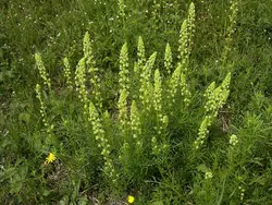 بذر اسپرک ، ورث <br> بسته 10 عددی <br> Yellow Mignonette <br><i><b> Reseda lutea </i> Seeds </b>