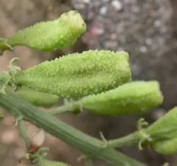بذر اسپرک ، ورث <br> بسته 10 عددی <br> Yellow Mignonette <br><i><b> Reseda lutea </i> Seeds </b>