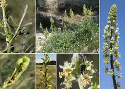 بذر اسپرک ، ورث <br> بسته 10 عددی <br> Yellow Mignonette <br><i><b> Reseda lutea </i> Seeds </b>