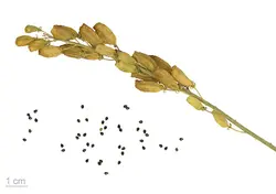 بذر اسپرک ، ورث <br> بسته 10 عددی <br> Yellow Mignonette <br><i><b> Reseda lutea </i> Seeds </b>
