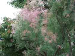 بذر درخت گز &lt;br&gt; بسته 10 عددی  &lt;br&gt; Salt Cedar Tamarisk &lt;br&gt;&lt;i&gt;&lt;b&gt; Tamarix ramosissima &lt;/i&gt; Seeds &lt;/b&gt;