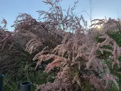 بذر درخت گز <br> بسته 10 عددی  <br> Salt Cedar Tamarisk <br><i><b> Tamarix ramosissima </i> Seeds </b>