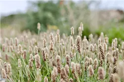 بذر اسفرزه <br> تعداد 100 عدد بذر <br> Blond Plantain <br><i><b> Plantago ovata </i> Seeds </b>