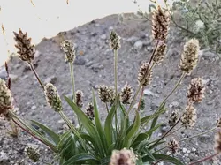 بذر اسفرزه <br> تعداد 100 عدد بذر <br> Blond Plantain <br><i><b> Plantago ovata </i> Seeds </b>