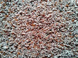 بذر اسفرزه <br> تعداد 100 عدد بذر <br> Blond Plantain <br><i><b> Plantago ovata </i> Seeds </b>