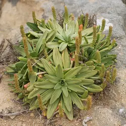 بذر بارهنگ دریایی <br> تعداد 100 عدد بذر <br> Sea Plantain <br><i><b> Plantago maritima </i> Seeds </b>