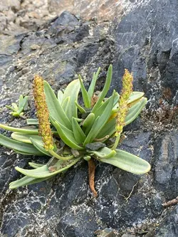 بذر بارهنگ دریایی <br> تعداد 100 عدد بذر <br> Sea Plantain <br><i><b> Plantago maritima </i> Seeds </b>