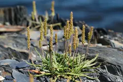 بذر بارهنگ دریایی <br> تعداد 100 عدد بذر <br> Sea Plantain <br><i><b> Plantago maritima </i> Seeds </b>