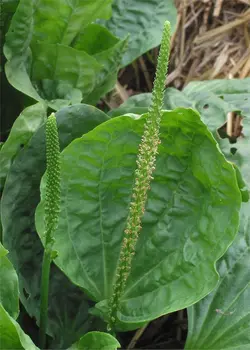 بذر بارهنگ کبیر <br> تعداد 100 عدد بذر <br> Broadleaf Plantain <br><i><b> Plantago major </i> Seeds </b>