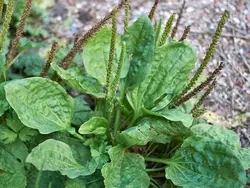 بذر بارهنگ کبیر <br> تعداد 100 عدد بذر <br> Broadleaf Plantain <br><i><b> Plantago major </i> Seeds </b>