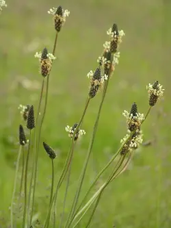 بذر بارهنگ نیزه ای <br> تعداد 100 عدد بذر <br> Ribwort Plantain <br><i><b> Plantago lanceolata </i> Seeds </b>