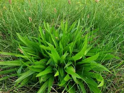 بذر بارهنگ نیزه ای <br> تعداد 100 عدد بذر <br> Ribwort Plantain <br><i><b> Plantago lanceolata </i> Seeds </b>