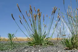 بذر بارهنگ نیزه ای <br> تعداد 100 عدد بذر <br> Ribwort Plantain <br><i><b> Plantago lanceolata </i> Seeds </b>