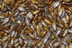 بذر بارهنگ نیزه ای <br> تعداد 100 عدد بذر <br> Ribwort Plantain <br><i><b> Plantago lanceolata </i> Seeds </b>
