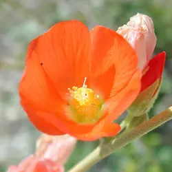 بذر ختمی اپریکوت آمریکایی <br> بسته 5 عددی <br> Apricot Mallow <br><i><b> Sphaeralcea ambigua </i> Seeds </b>