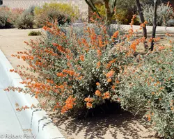 بذر ختمی اپریکوت آمریکایی <br> بسته 5 عددی <br> Apricot Mallow <br><i><b> Sphaeralcea ambigua </i> Seeds </b>