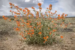بذر ختمی اپریکوت آمریکایی <br> بسته 5 عددی <br> Apricot Mallow <br><i><b> Sphaeralcea ambigua </i> Seeds </b>