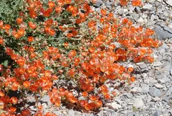 بذر ختمی اپریکوت آمریکایی <br> بسته 5 عددی <br> Apricot Mallow <br><i><b> Sphaeralcea ambigua </i> Seeds </b>